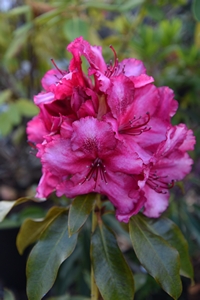 Rhodo Ebony Pearl